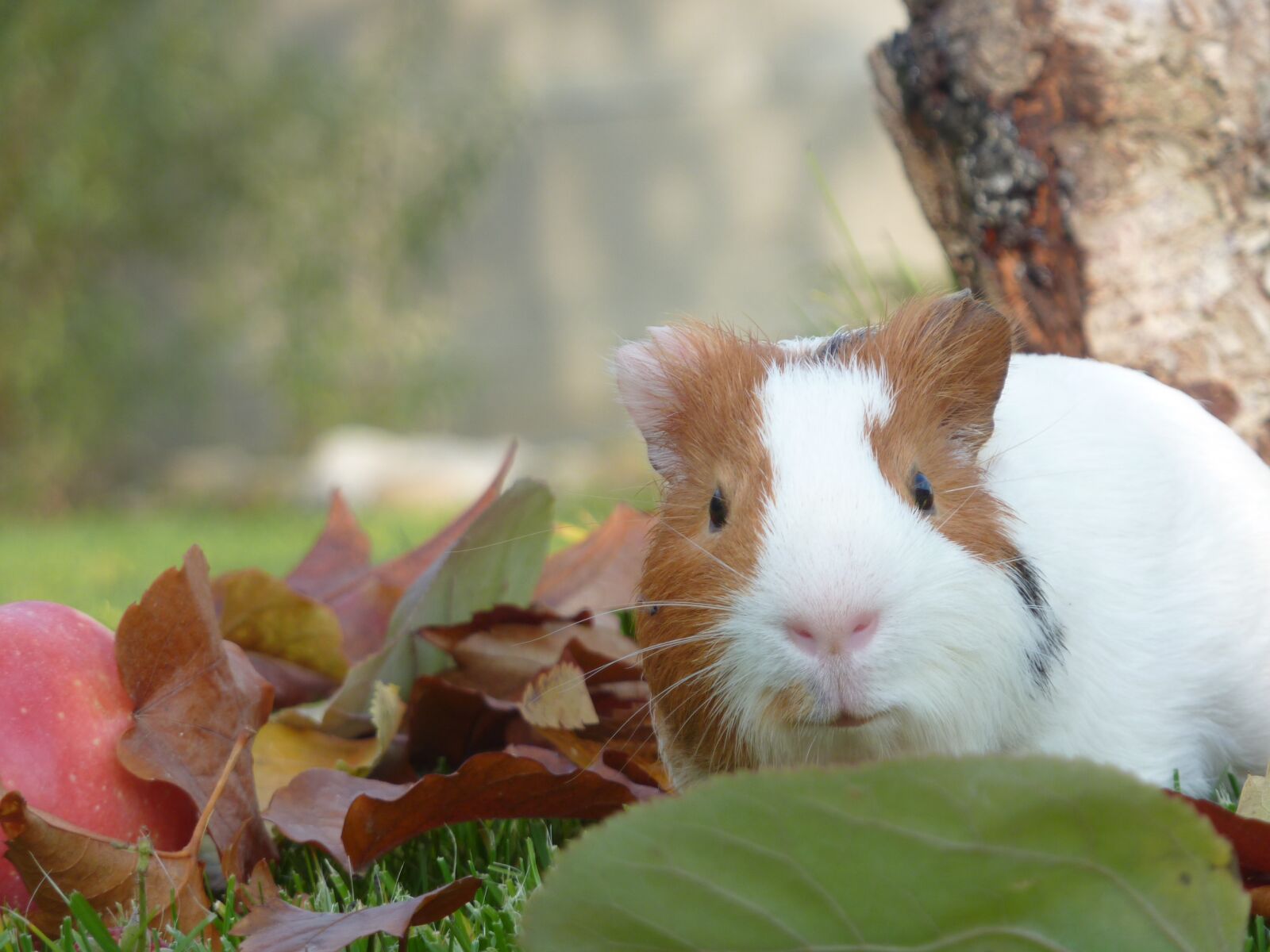 Panasonic DMC-TZ7 sample photo. Guinea pig, pet, small photography