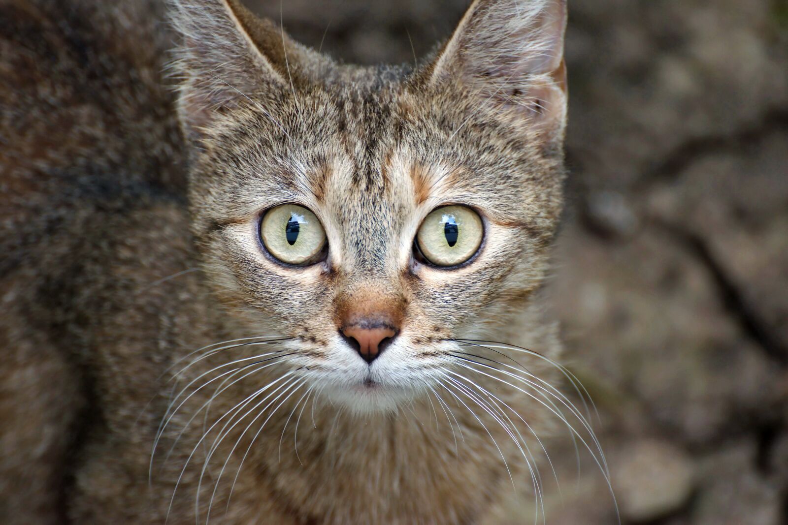 Nikon D5300 sample photo. Cat, pet, domestic photography