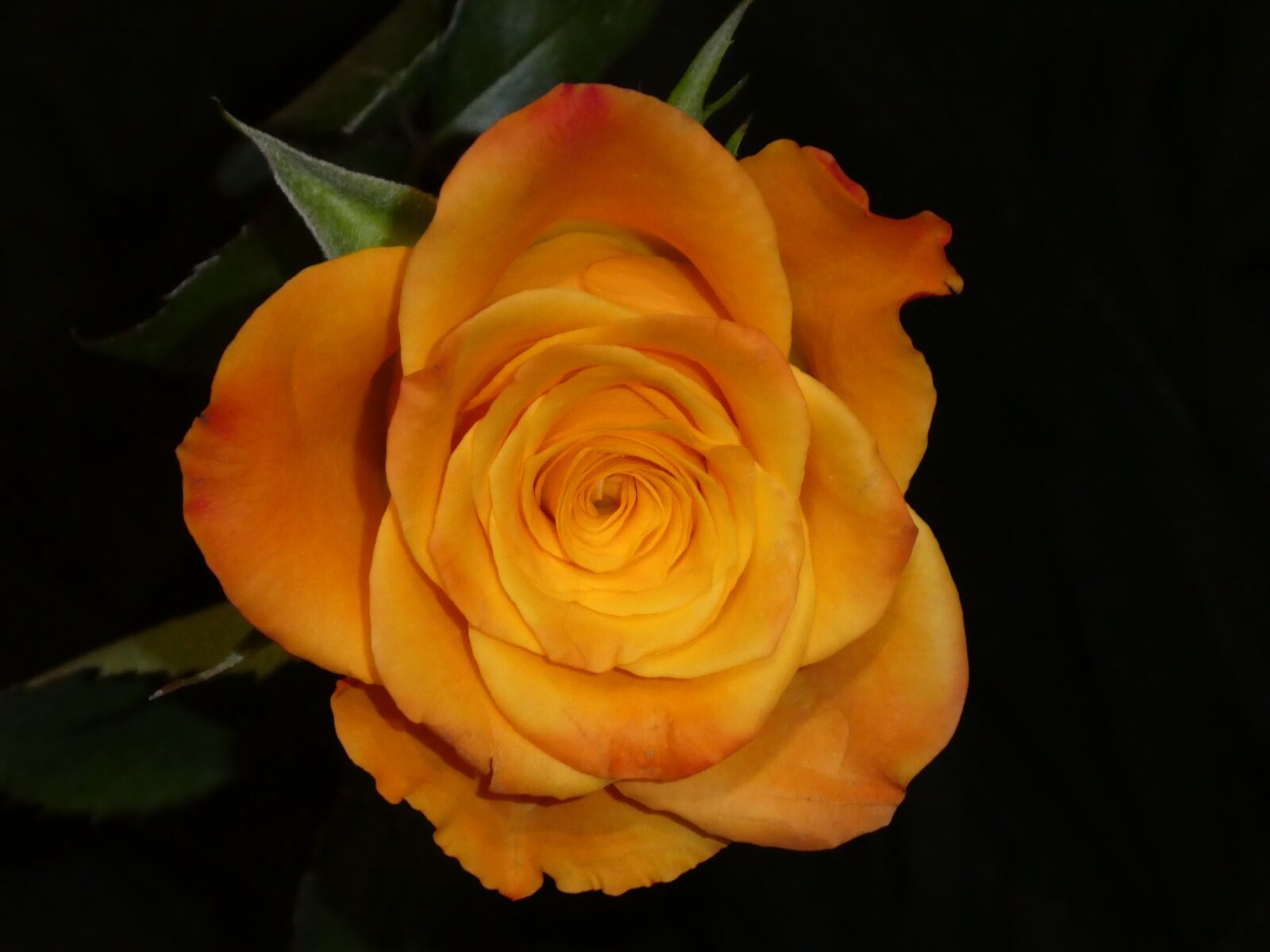 Panasonic DMC-TZ81 sample photo. Rose, blossom, bloom photography