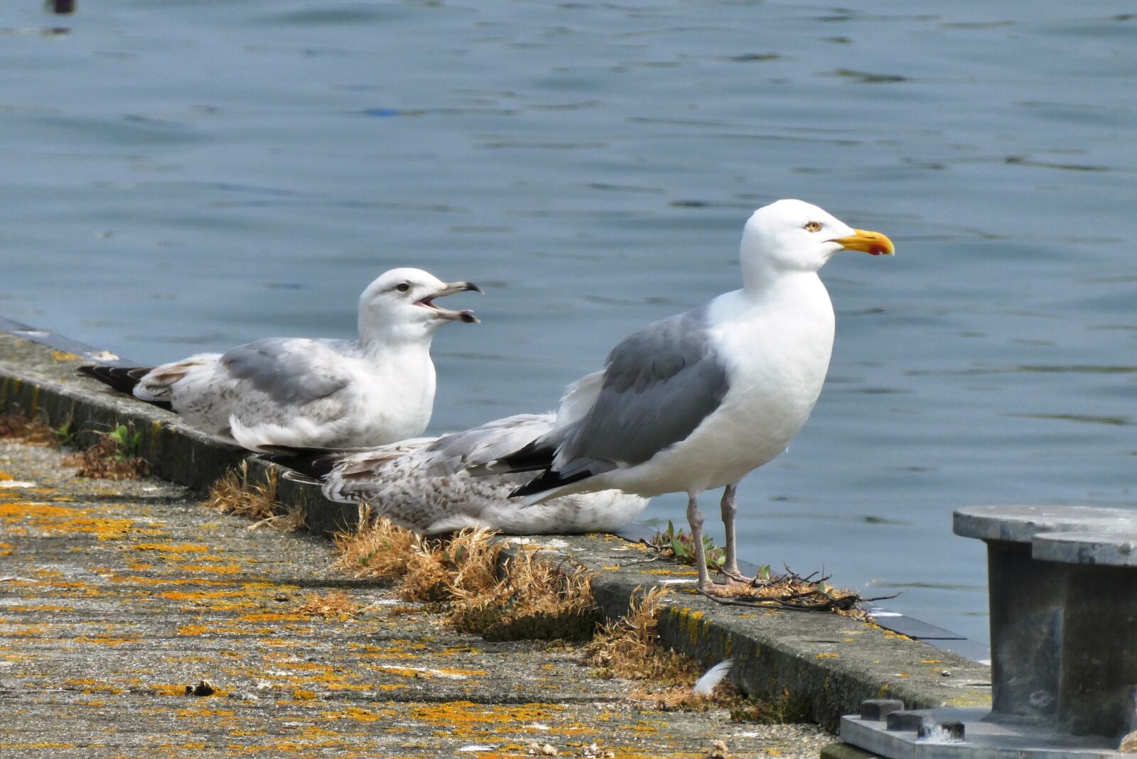Panasonic Lumix DC-ZS70 (Lumix DC-TZ90) sample photo. Seagulls, port, seagull photography