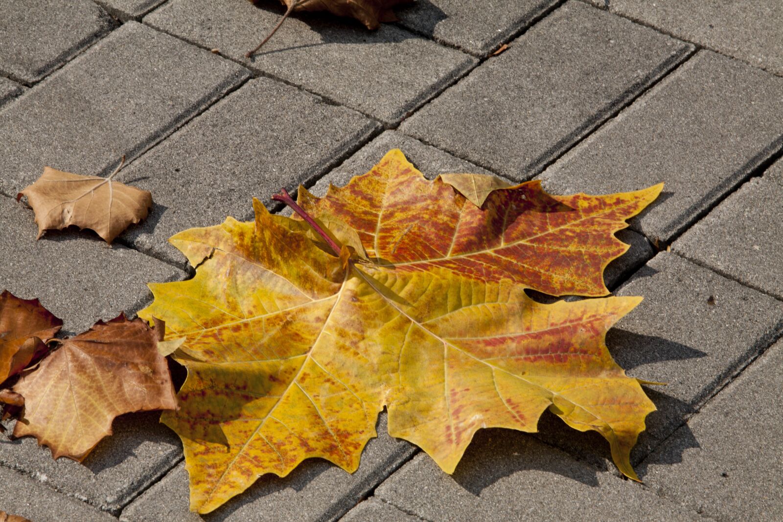 Canon EOS 5D sample photo. Plata one, autumn, leaves photography