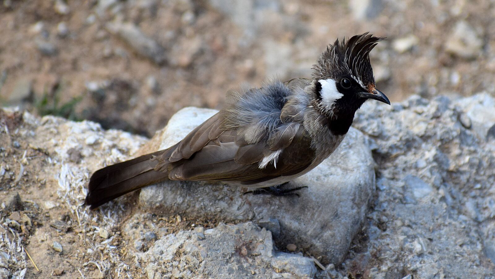 Nikon D3300 sample photo. Bird, bulbul, nature photography