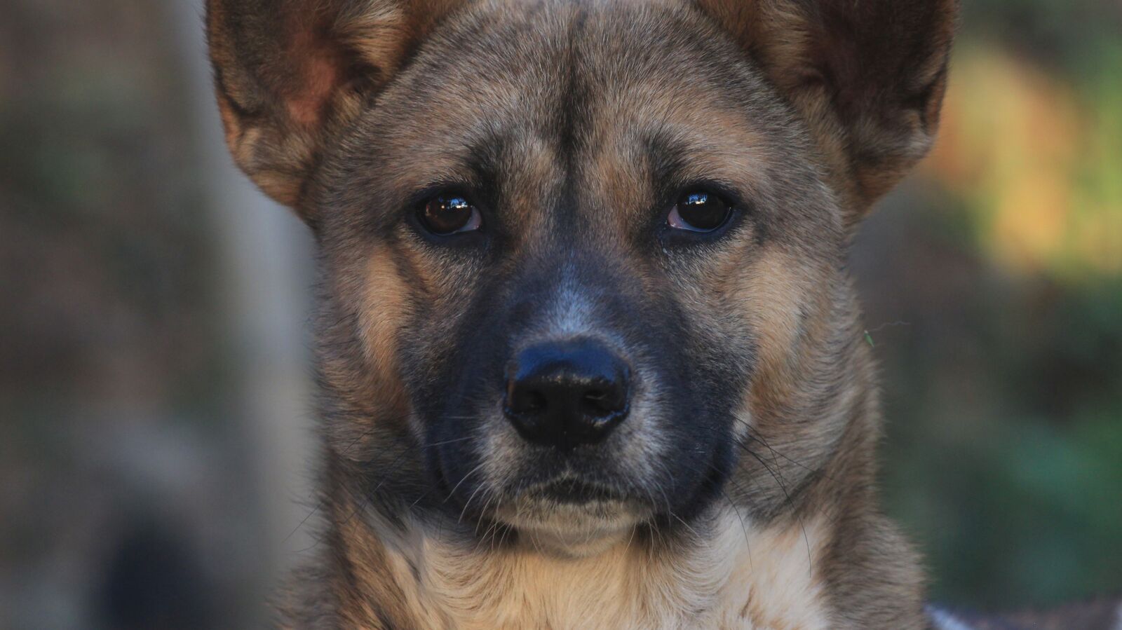 Canon EOS 600D (Rebel EOS T3i / EOS Kiss X5) sample photo. Dog, closeup, animal photography