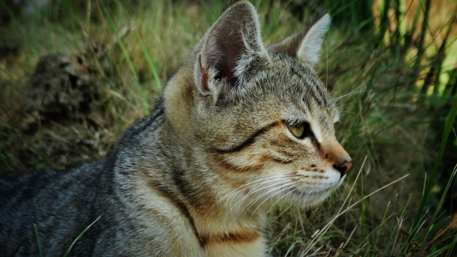 Sony Cyber-shot DSC-HX300 sample photo. Cat, kitten, cute photography