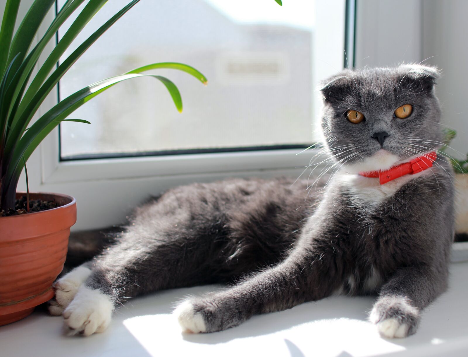 Canon EOS 60D sample photo. Cat, british, on the photography