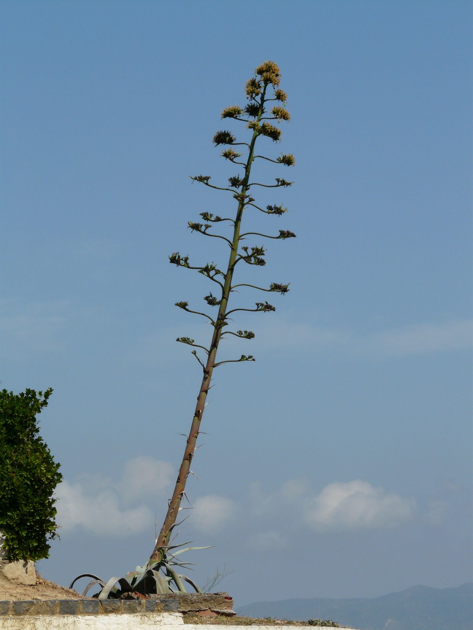 Panasonic DMC-FZ18 sample photo. Agave, plant, flower photography