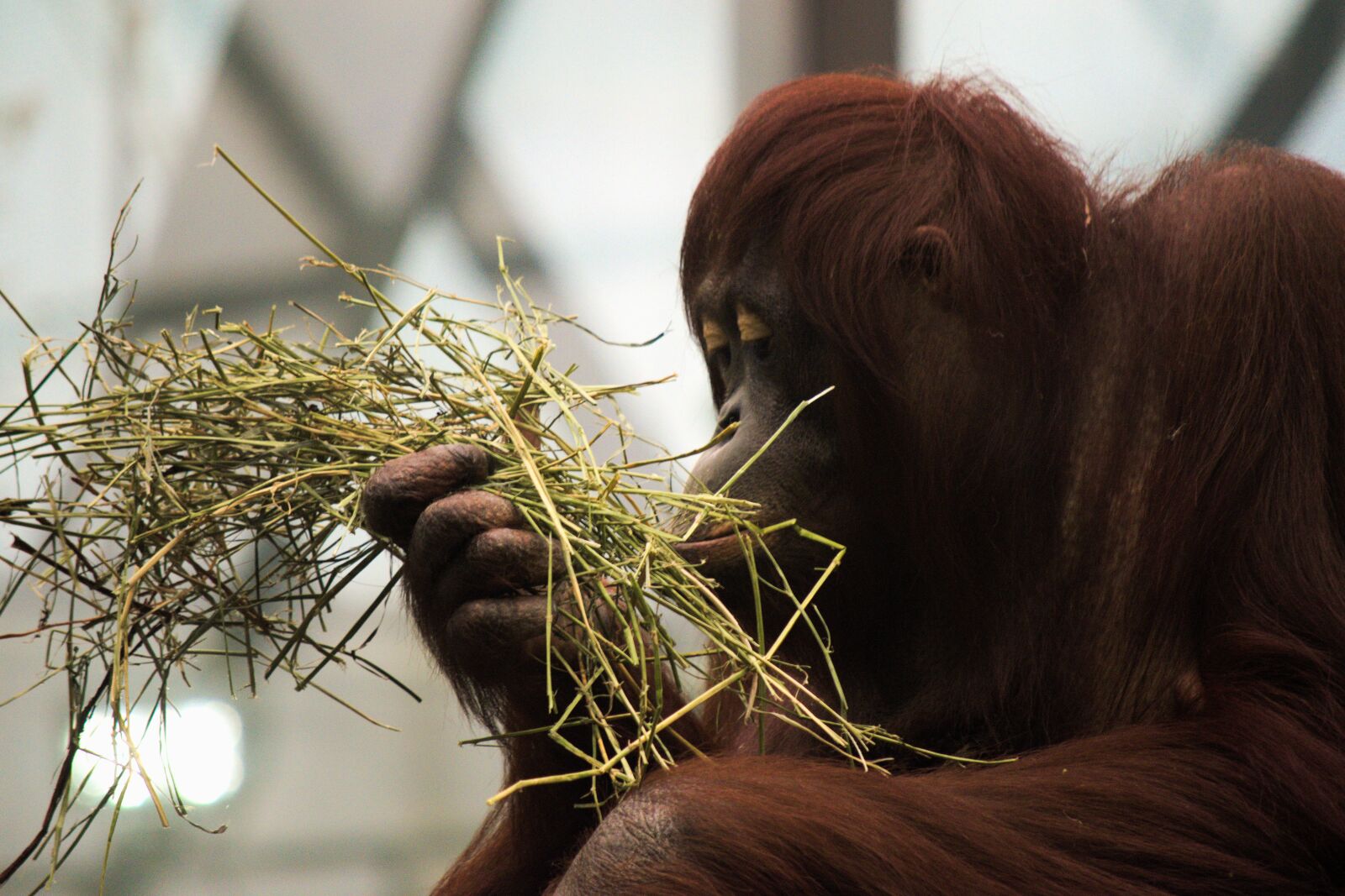 Nikon D5300 sample photo. Orangutan, monkey, mammal photography