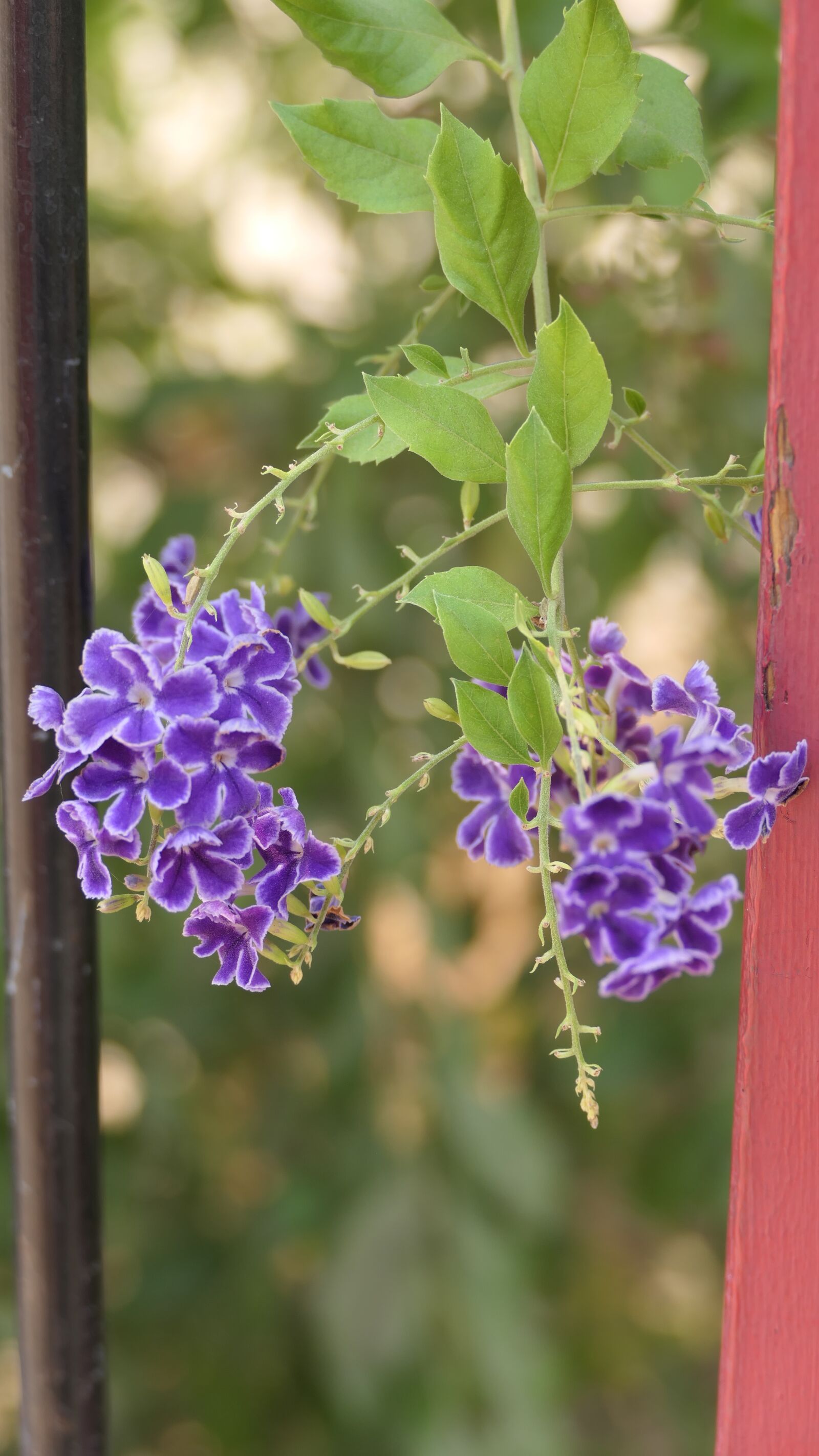 Panasonic DC-FZ10002 sample photo. Purple, vine, flowers photography