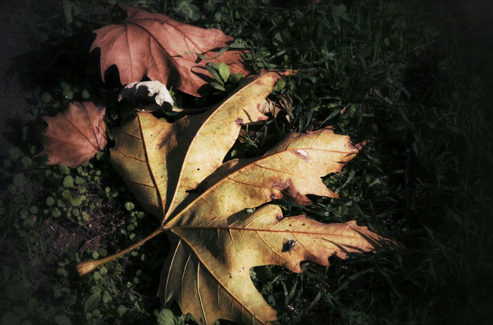 Canon EOS 550D (EOS Rebel T2i / EOS Kiss X4) sample photo. Leaves, autumn, yellow photography