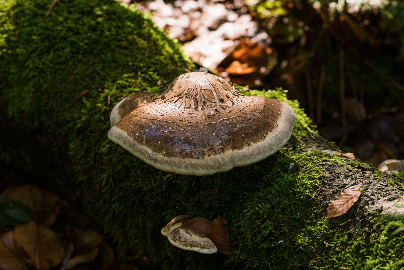 Sony ILCA-77M2 sample photo. Mushrooms, forest, moss photography