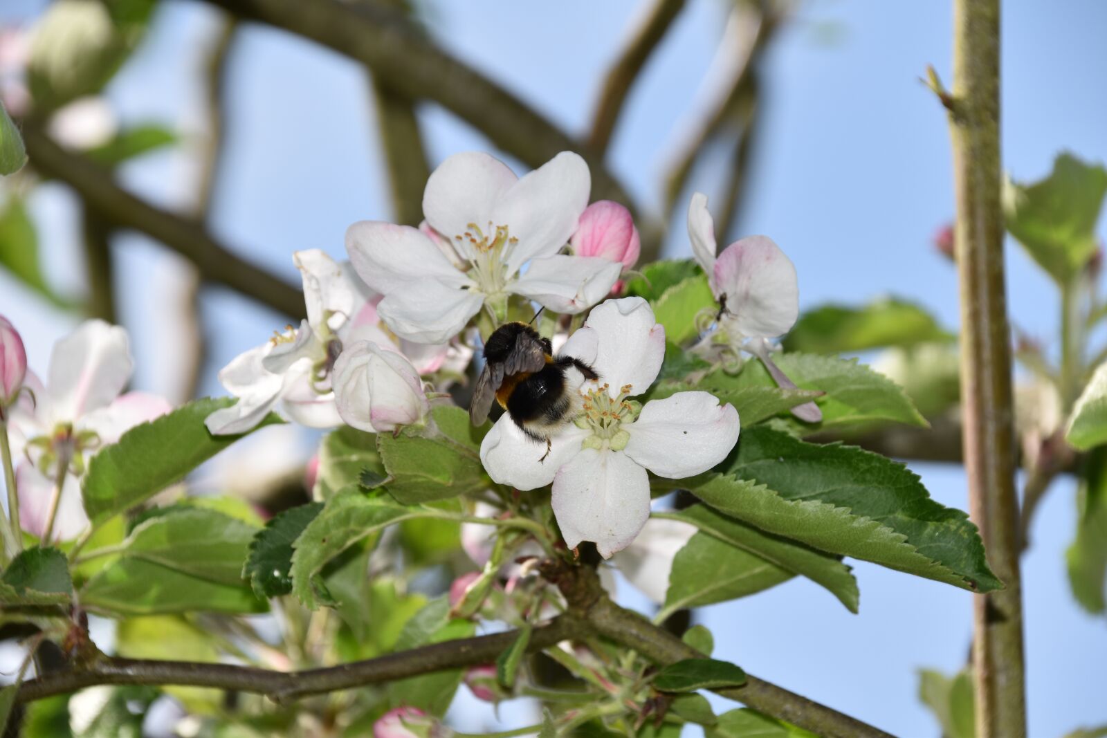 Nikon D5600 sample photo. Flower, flowers of apple photography