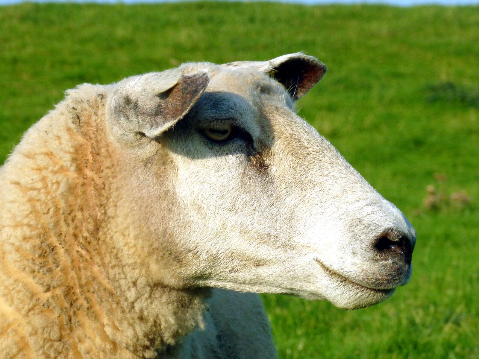 Panasonic DMC-FS37 sample photo. Sheep, animal, wool photography
