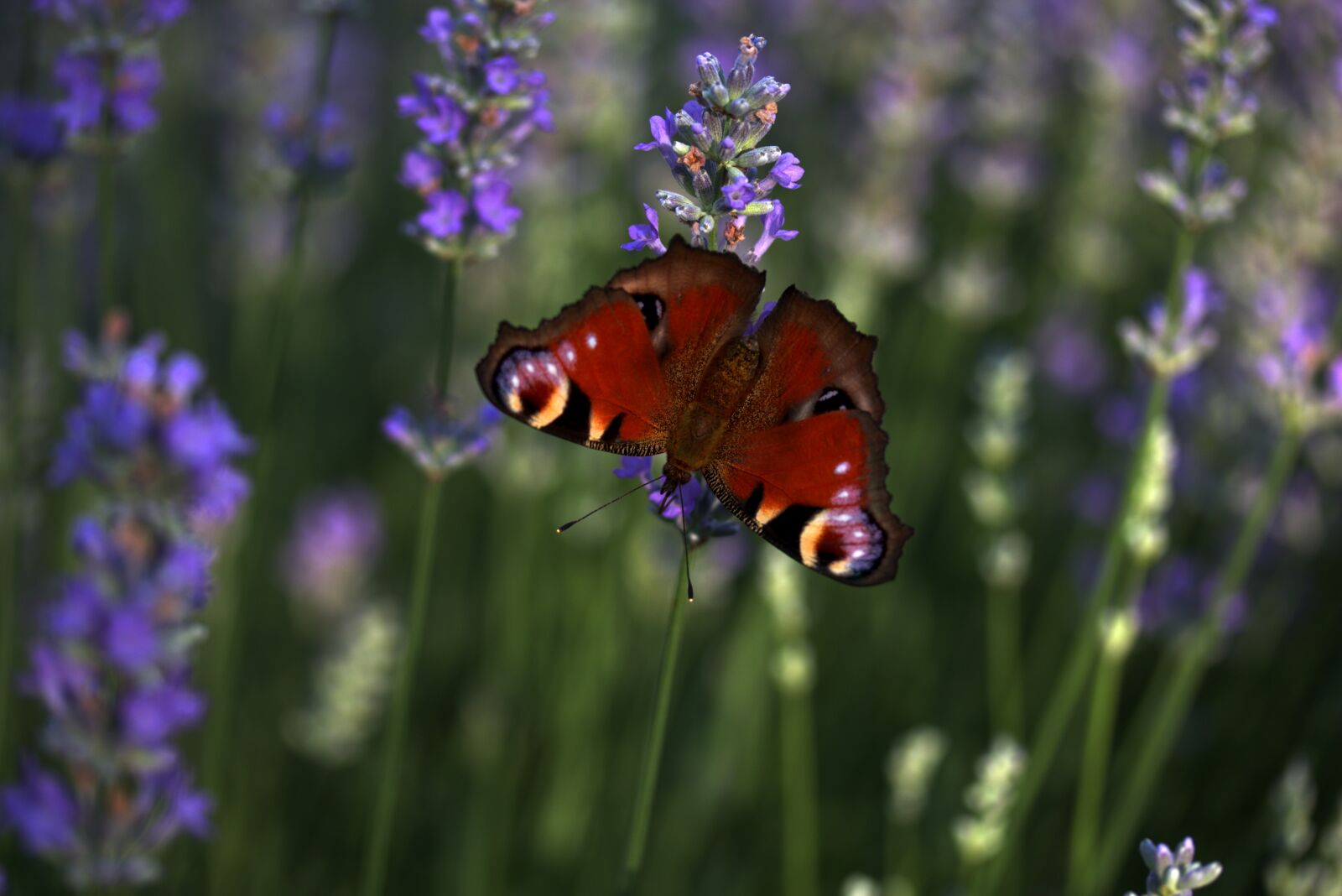 Canon EF-S 60mm F2.8 Macro USM sample photo. Lavender, butterflies, supplies photography