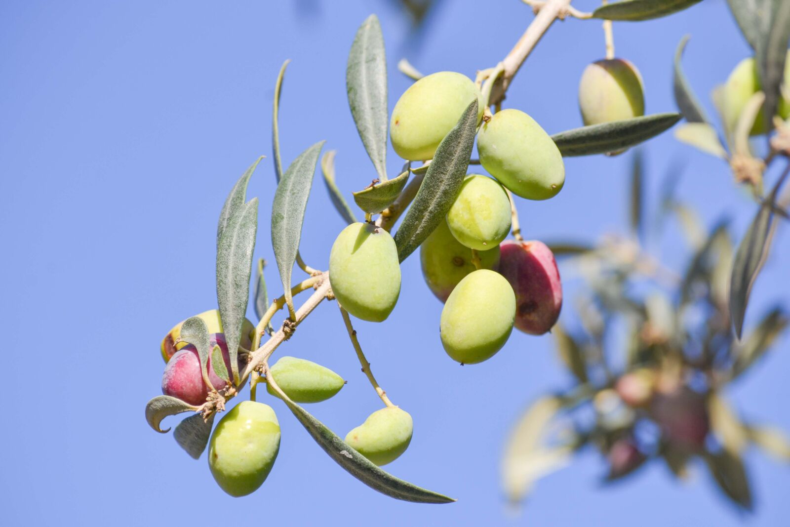 Nikon D3100 sample photo. Olive, tree, nature photography