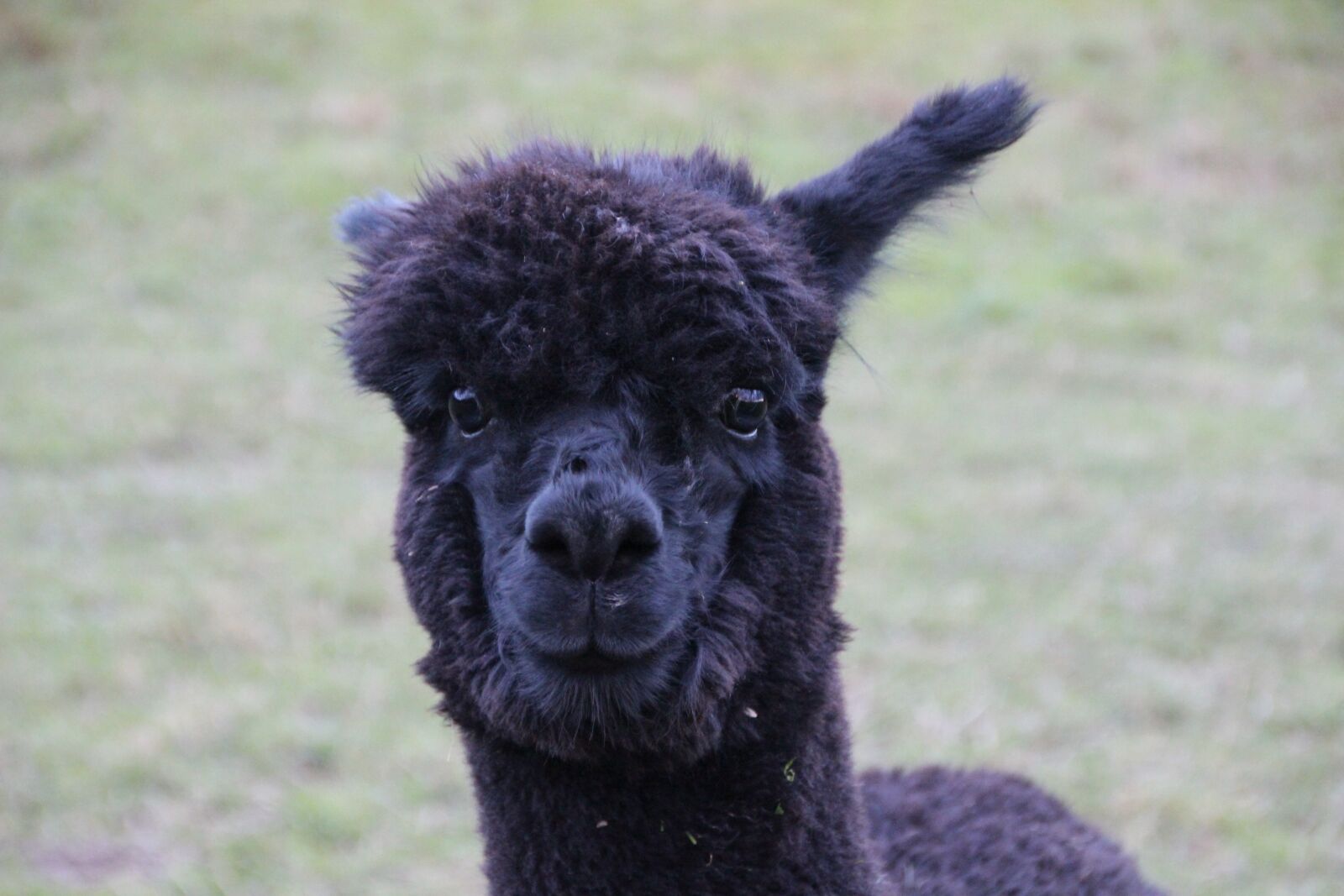 Canon EOS 600D (Rebel EOS T3i / EOS Kiss X5) sample photo. Alpaca, black fur, furry photography