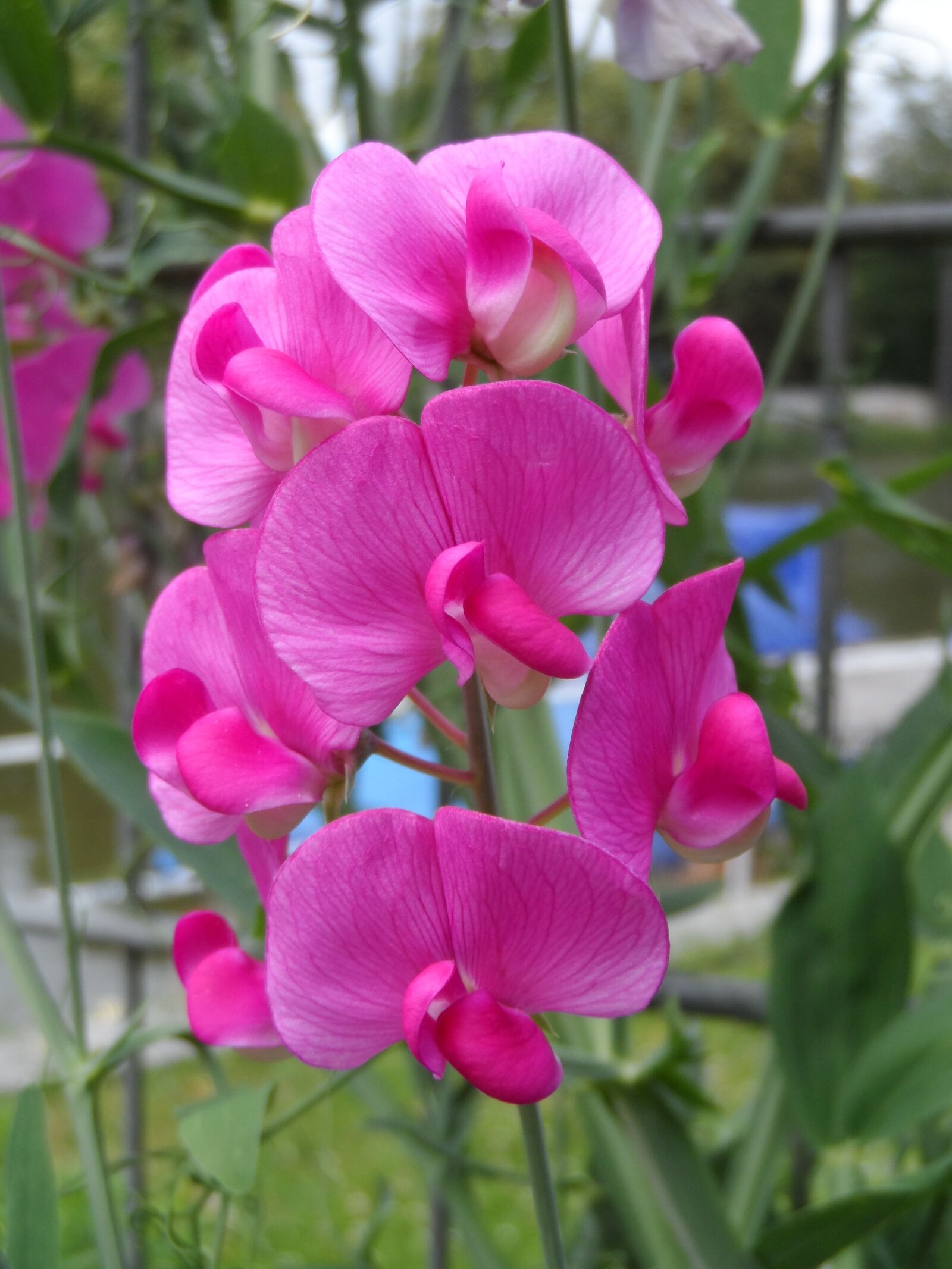 Samsung WB150 / WB150F / WB152 / WB152F / WB151 sample photo. Vetch, perennial sweet pea photography