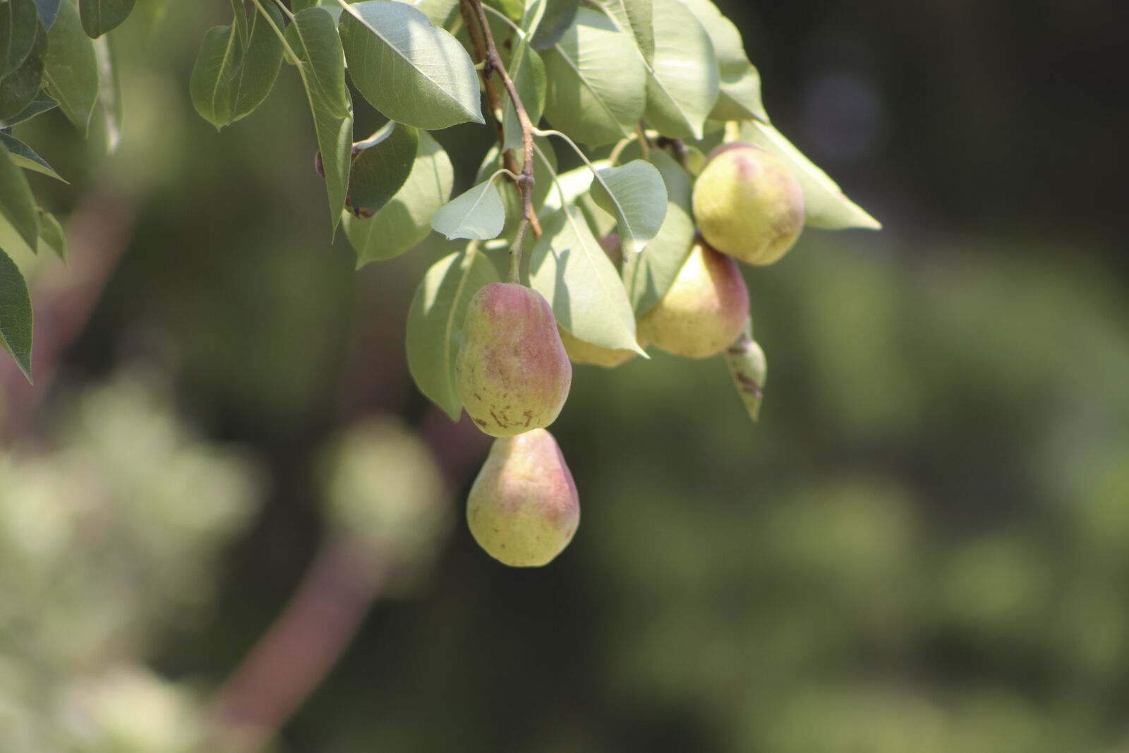 Canon EF-S 18-135mm F3.5-5.6 IS USM sample photo. Fruit, foliage, leaves photography