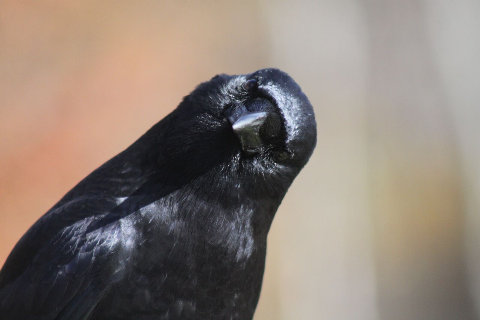 Canon EOS 50D sample photo. Crow, head tilt, bird photography