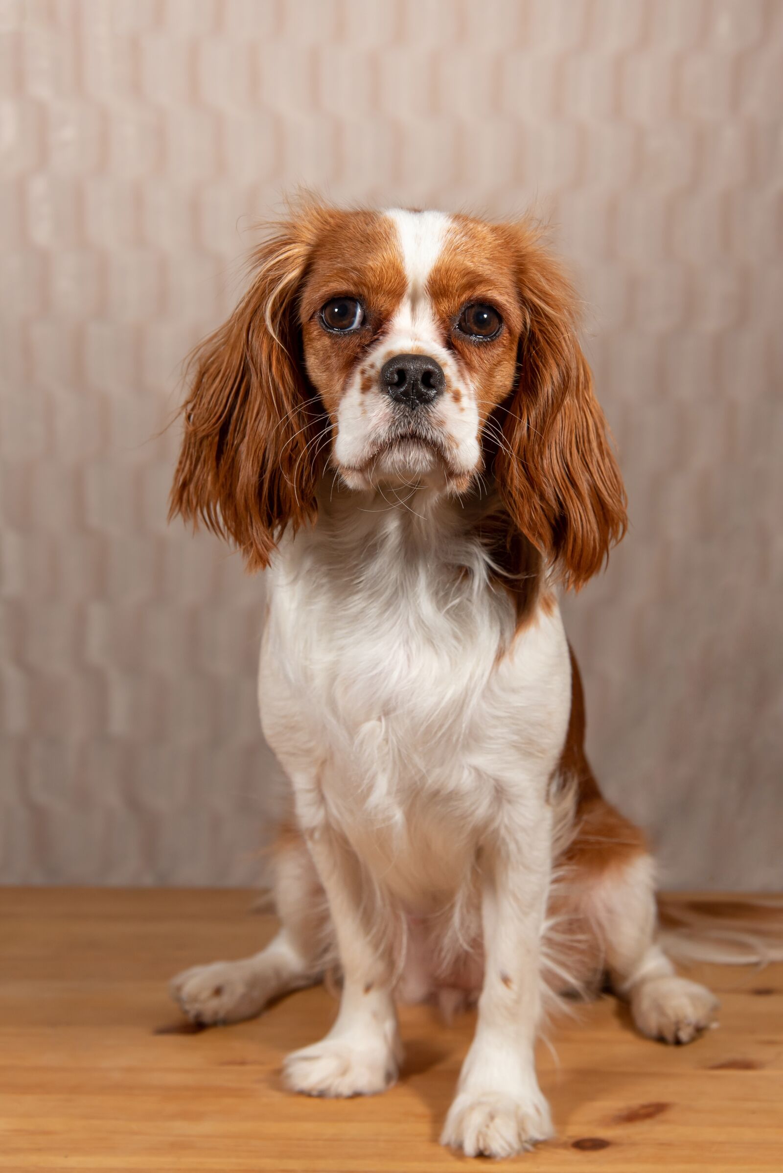 Nikon D750 sample photo. Dog, animal, pet photography