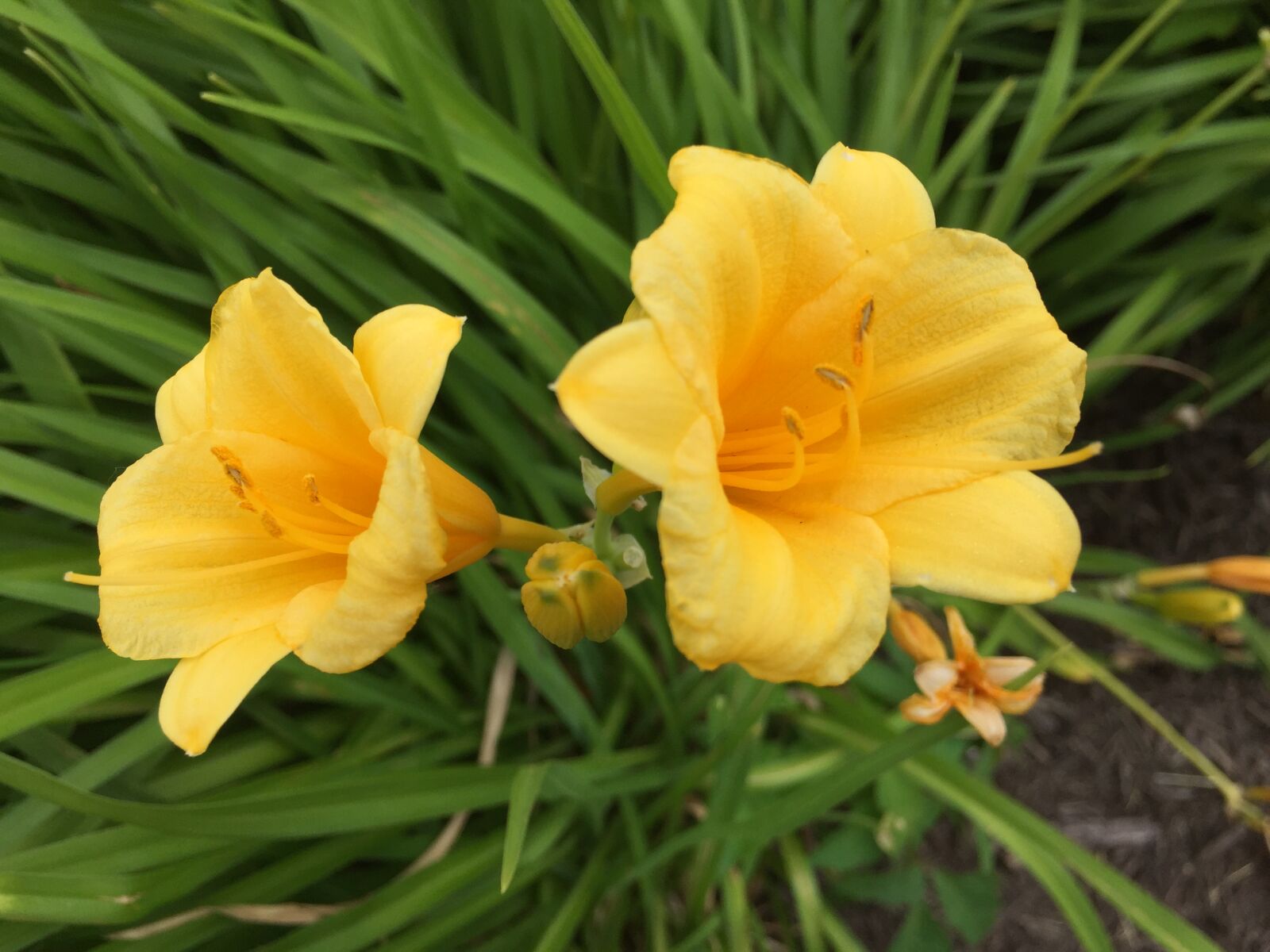 iPhone 6 back camera 4.15mm f/2.2 sample photo