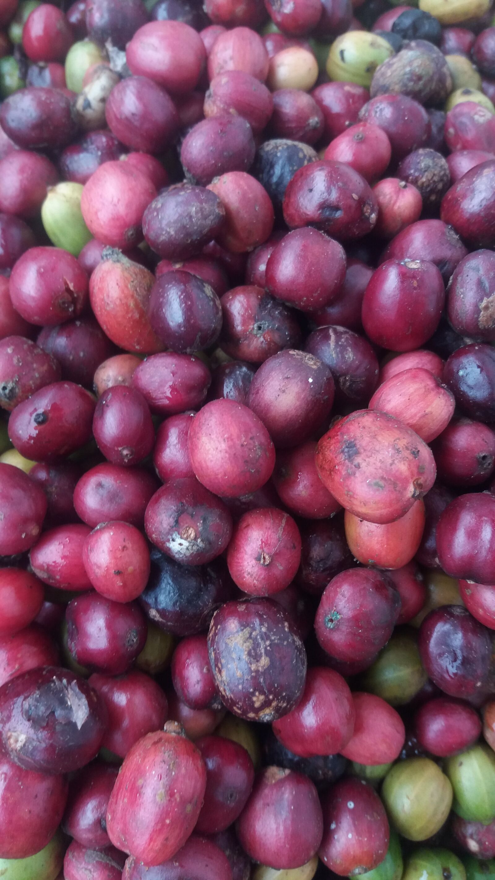 Samsung Galaxy J5 sample photo. Coffe, coffeindonesia, drink photography