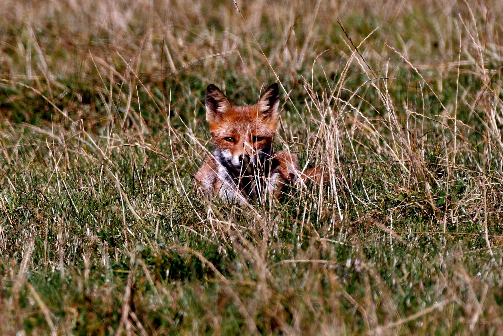 Nikon D500 sample photo. Fox, predator, wild photography