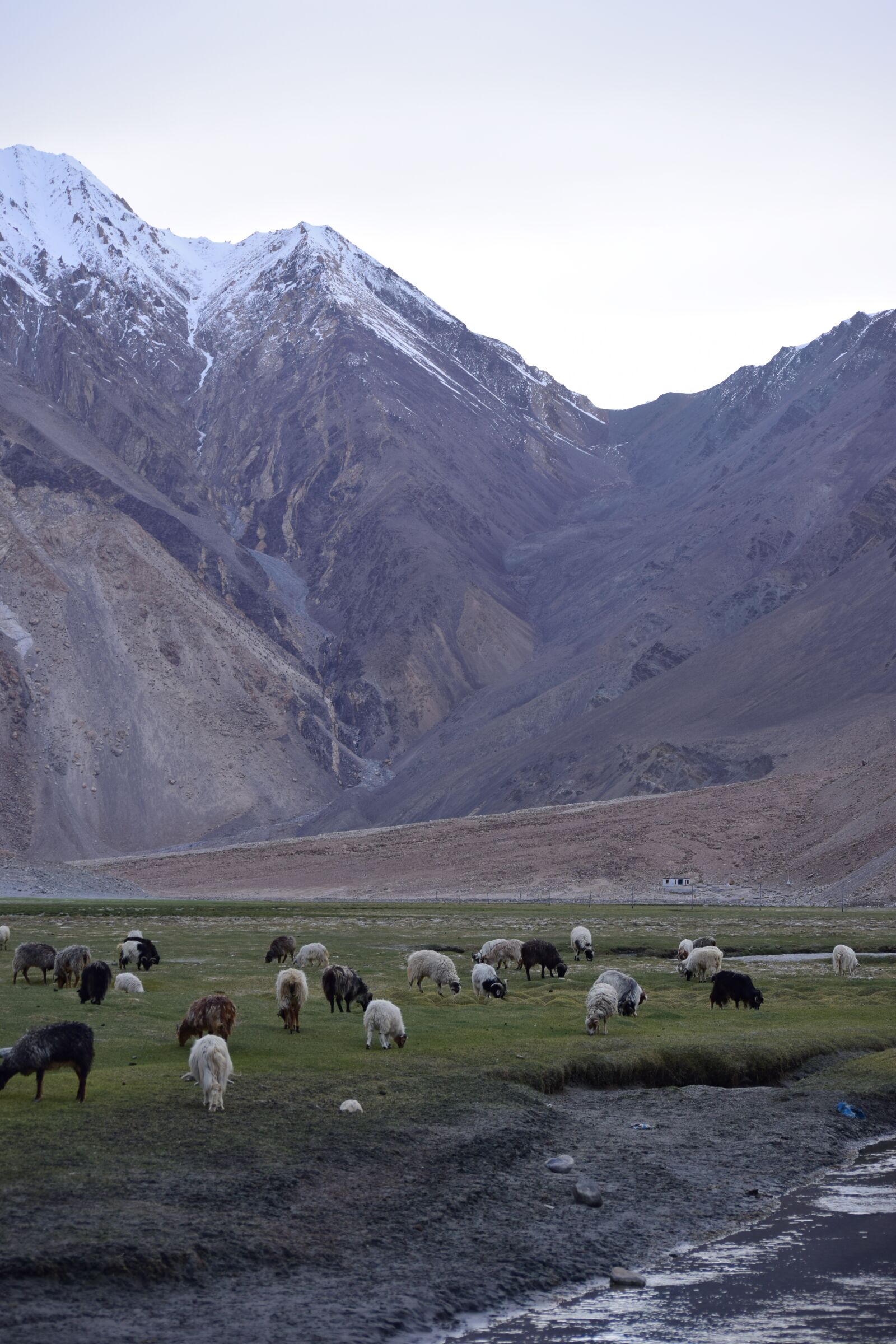 Nikon D5300 sample photo. Mountains, sheep, leh photography