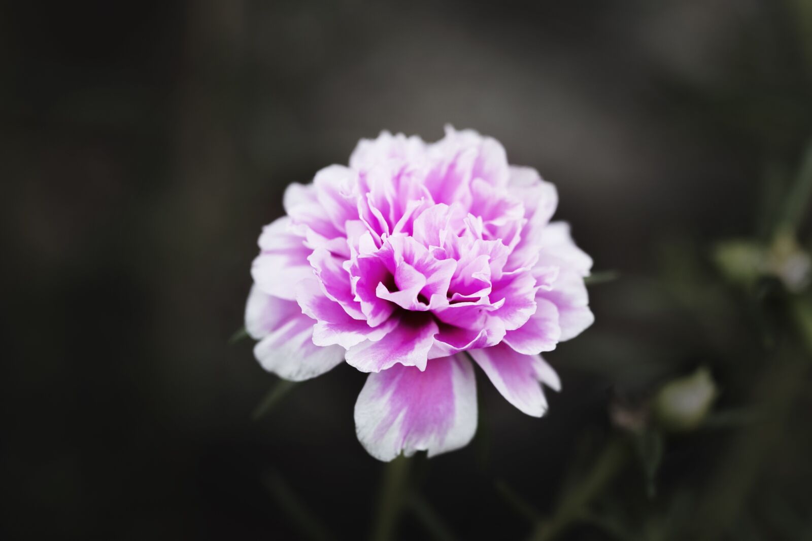 Canon EF 100mm F2.8L Macro IS USM sample photo. Flower, nature, flora photography