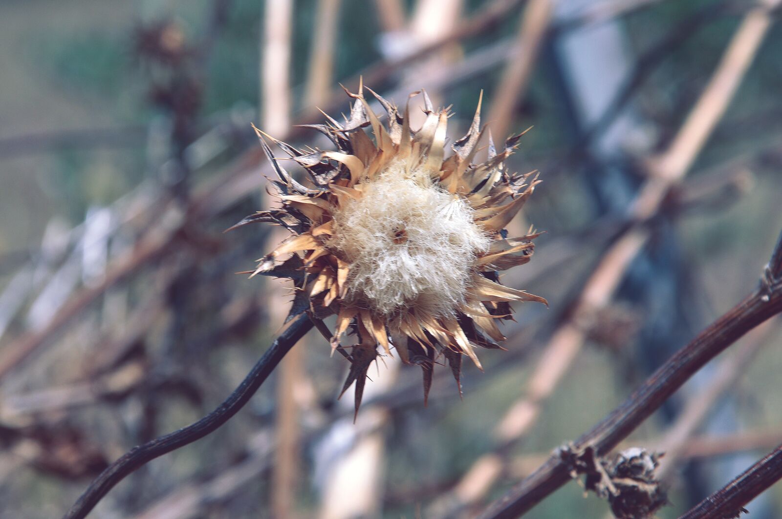 Nikon D3200 sample photo. Flower, macro, nature photography