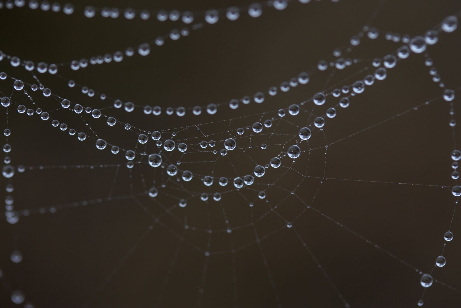 Canon EF-S 60mm F2.8 Macro USM sample photo. Spider web, wet, hooked photography