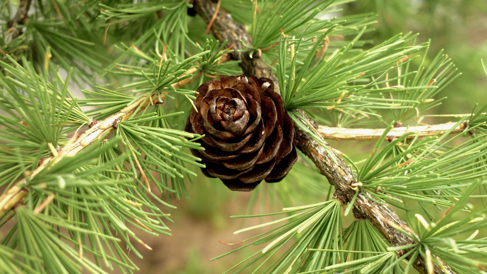 Nokia 808 PureView sample photo. Nature, branch, pine photography
