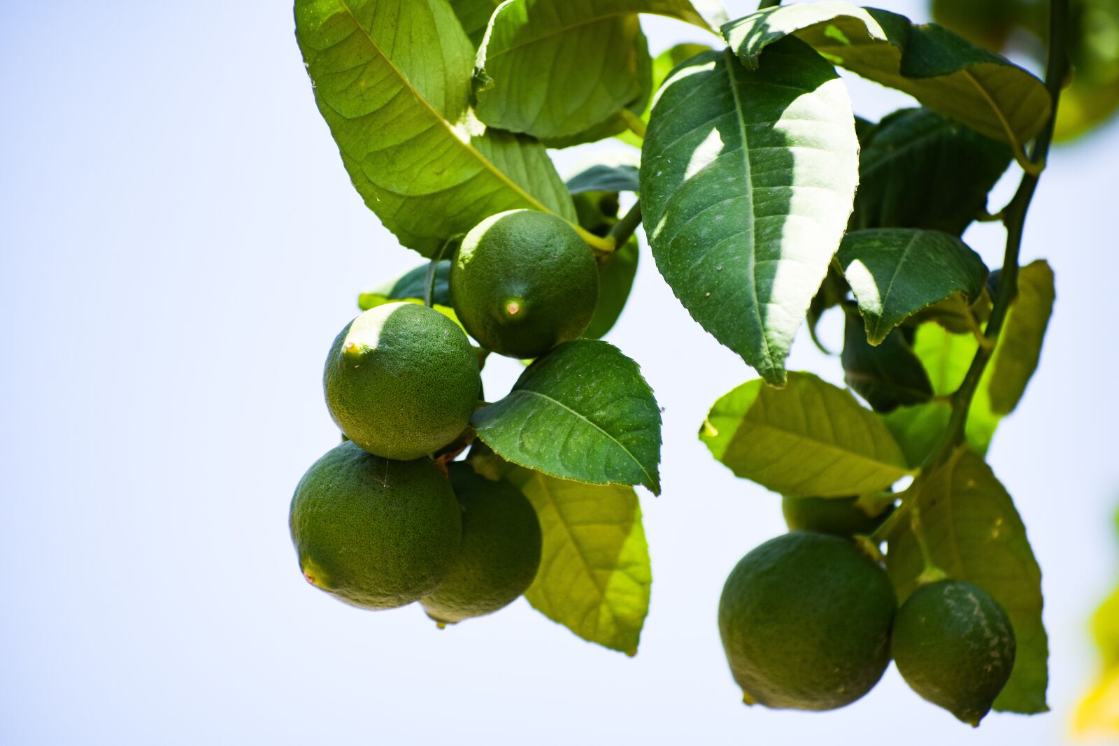 Nikon D3300 sample photo. Lemon, unripe, green photography