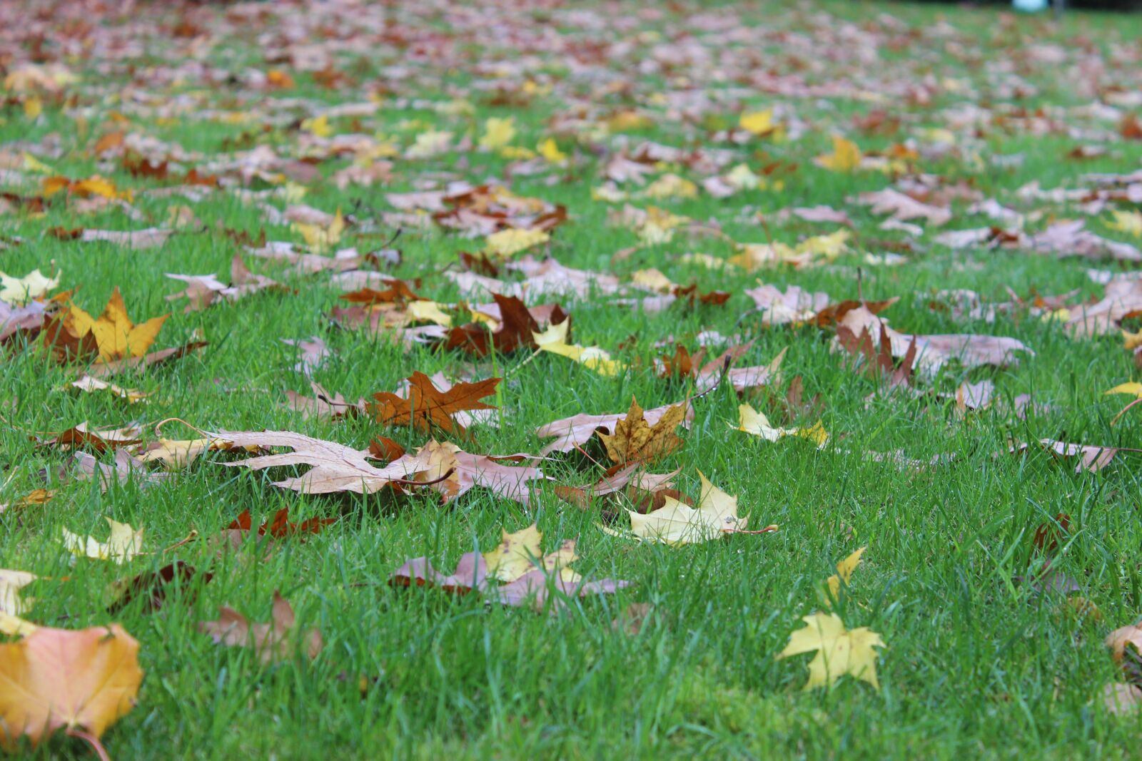 Canon EOS 600D (Rebel EOS T3i / EOS Kiss X5) sample photo. Natural, leaf, lawn photography