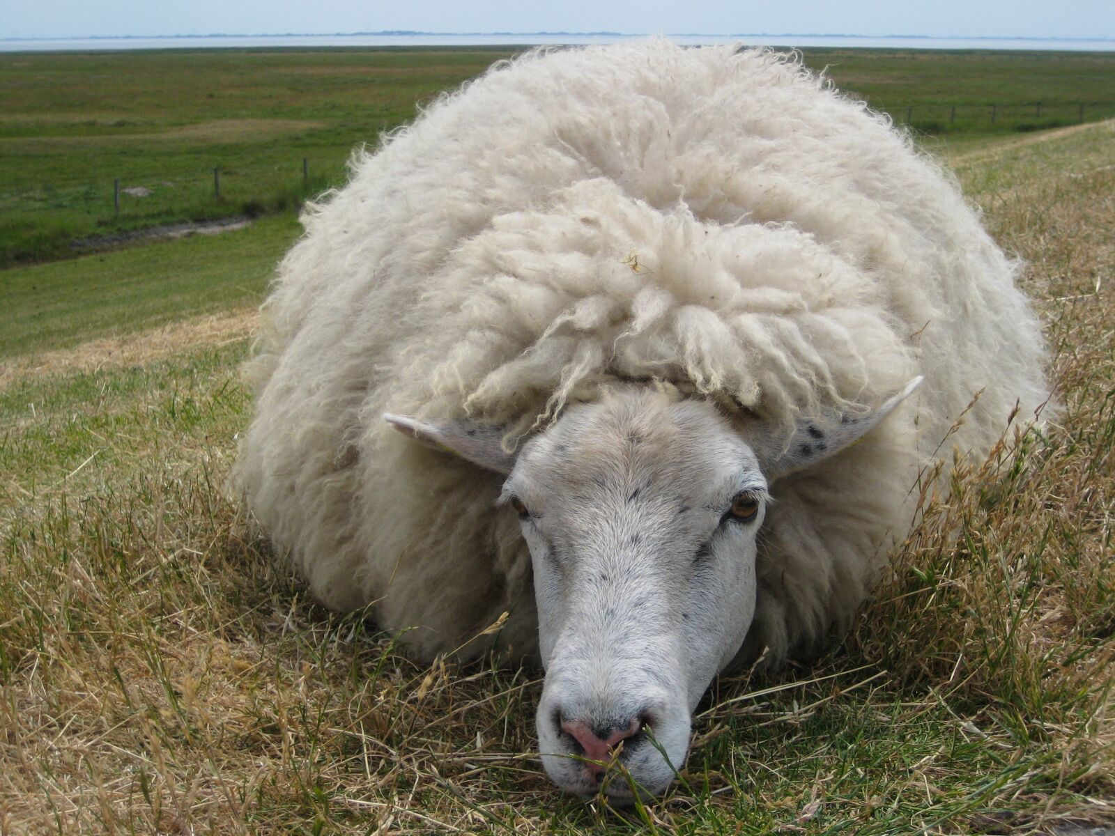 Canon DIGITAL IXUS 70 sample photo. Sheep, wool, dike photography
