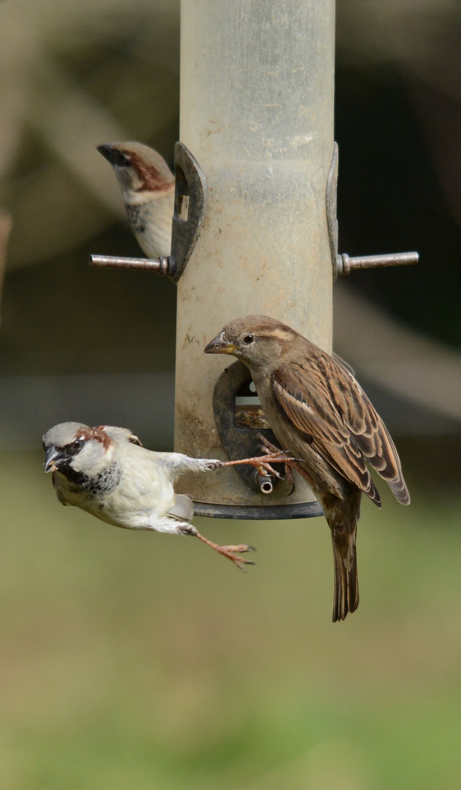Nikon D7100 sample photo. Bird, wildlife, nature photography