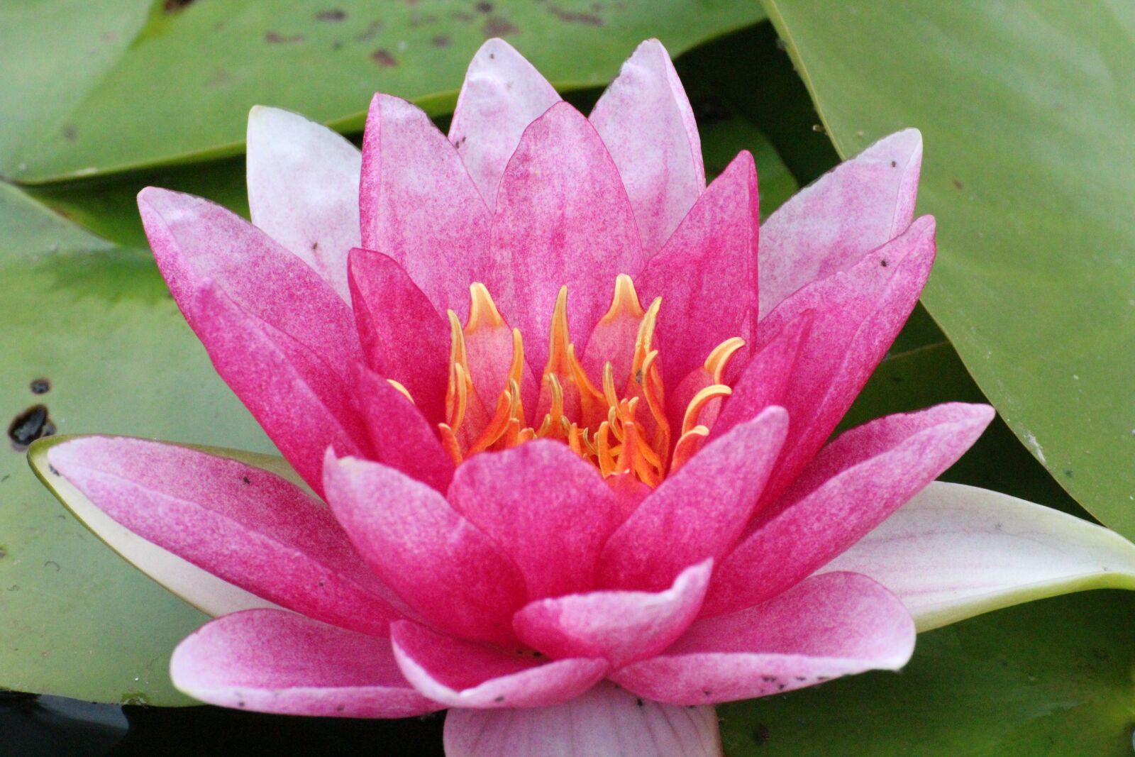 Canon EOS 600D (Rebel EOS T3i / EOS Kiss X5) sample photo. Waterlily, pink, flower photography