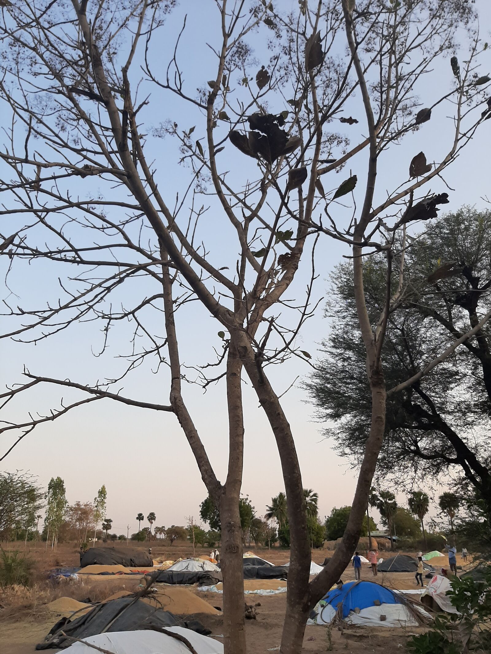 Samsung Galaxy A50 sample photo. A beautiful sunset, raise photography