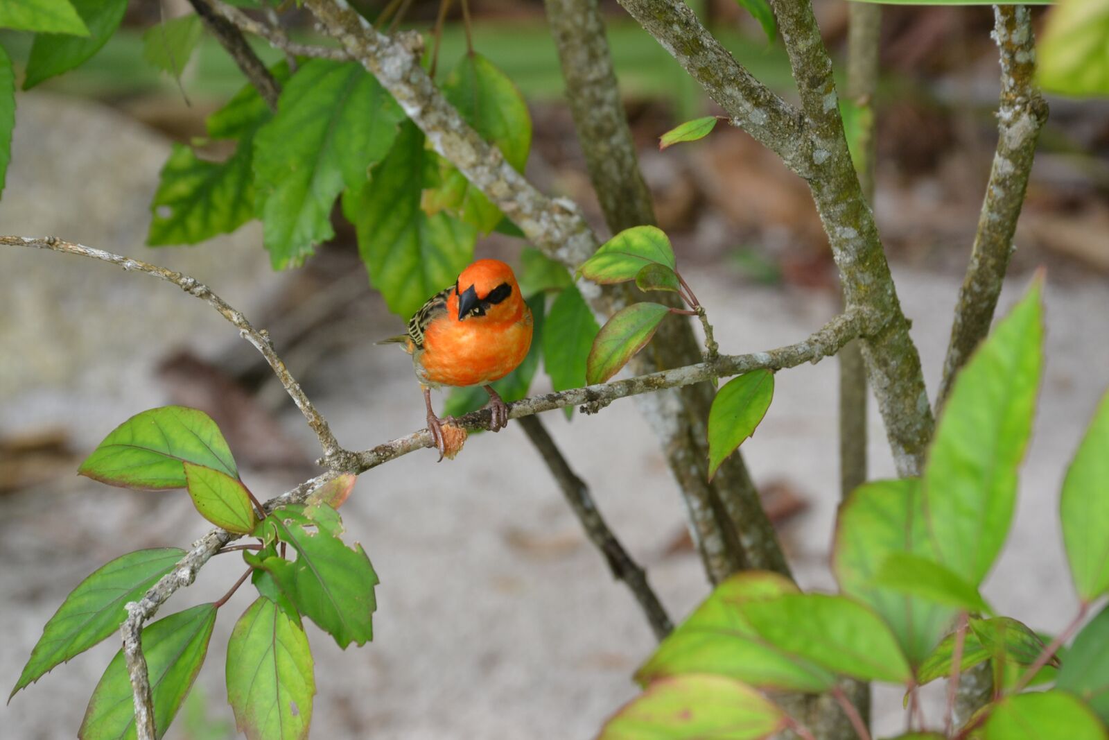 Nikon D3100 sample photo. Seychelles, bird, bright photography