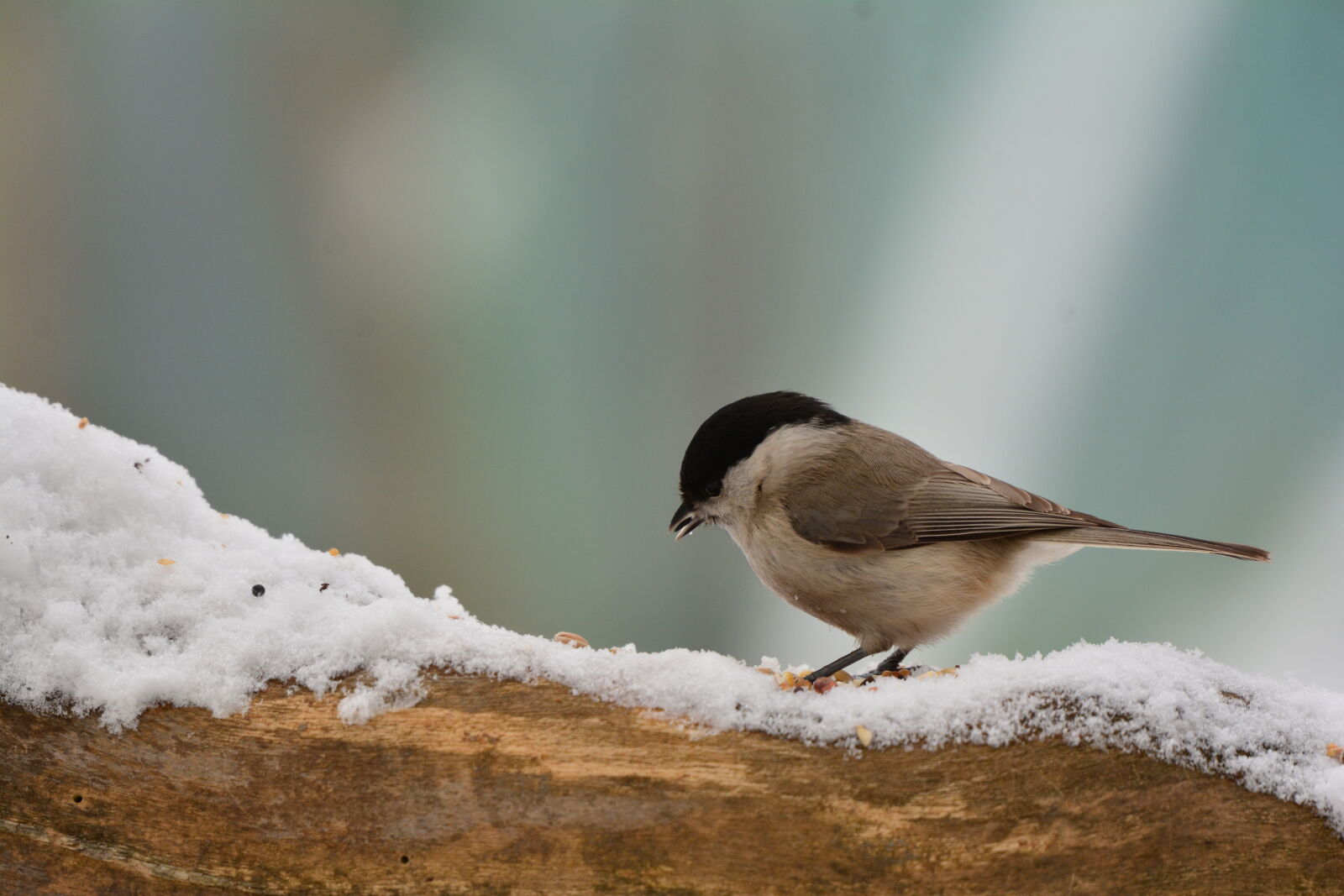 Nikon D7100 sample photo