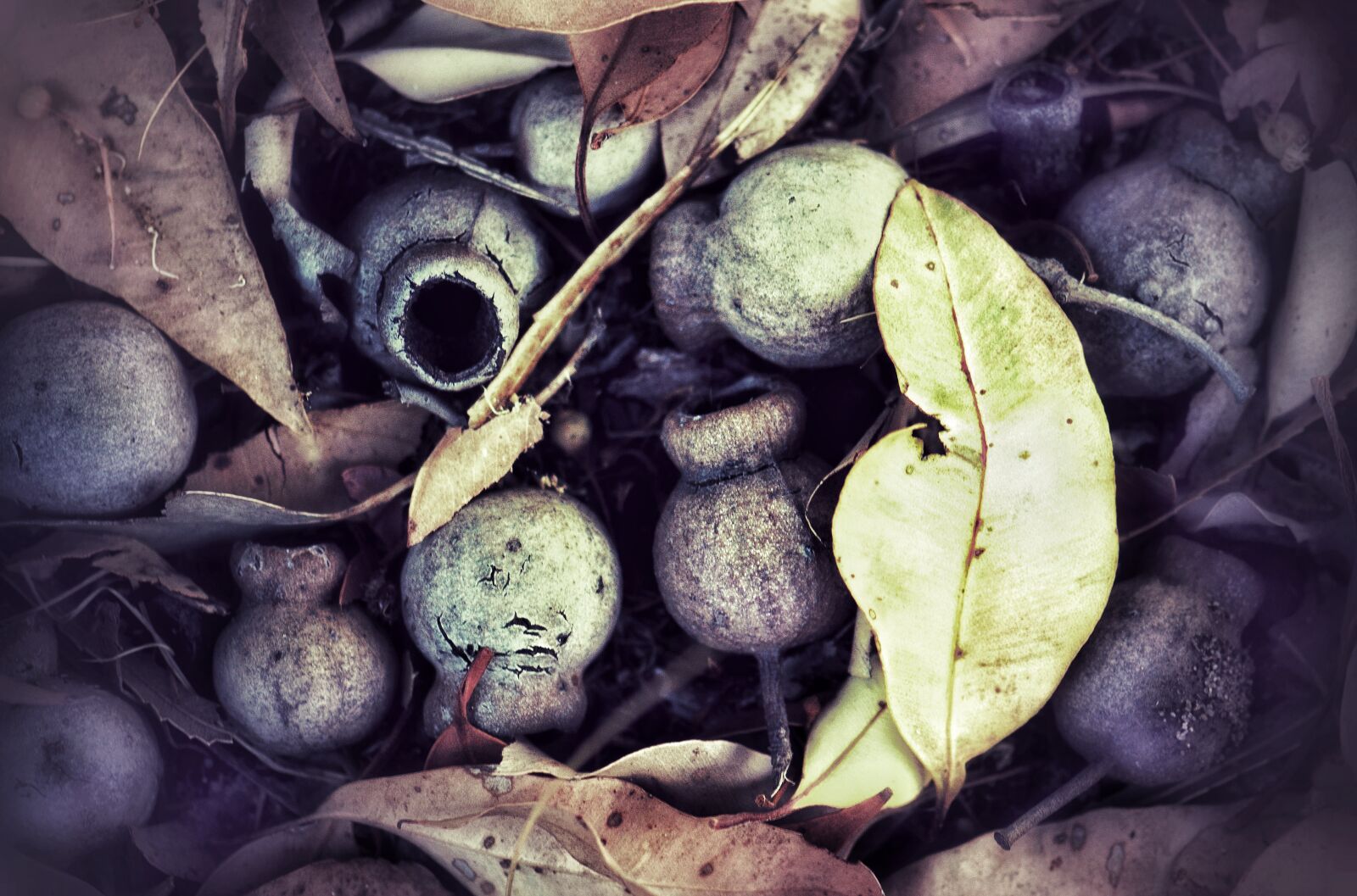 Nikon D3300 sample photo. Leaves, rustic, gum nuts photography