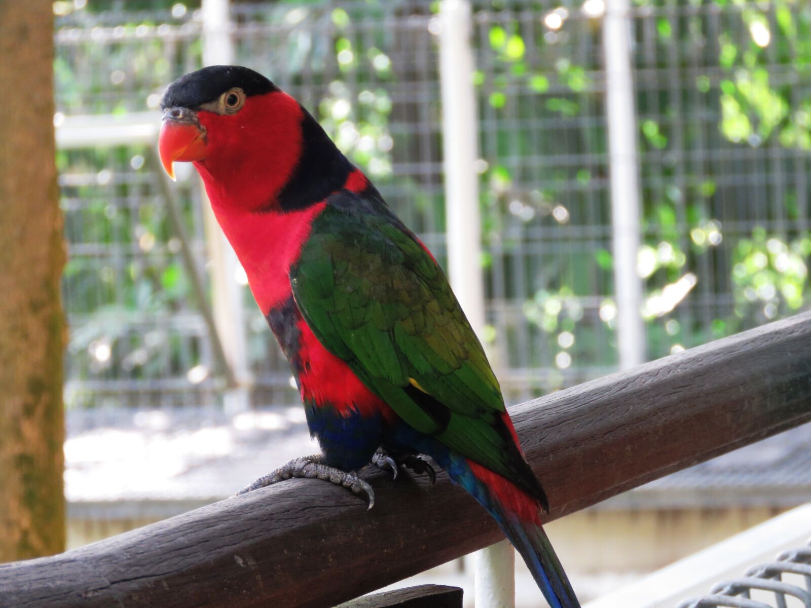 Canon PowerShot SX60 HS sample photo. Parrot, bird, macaw photography