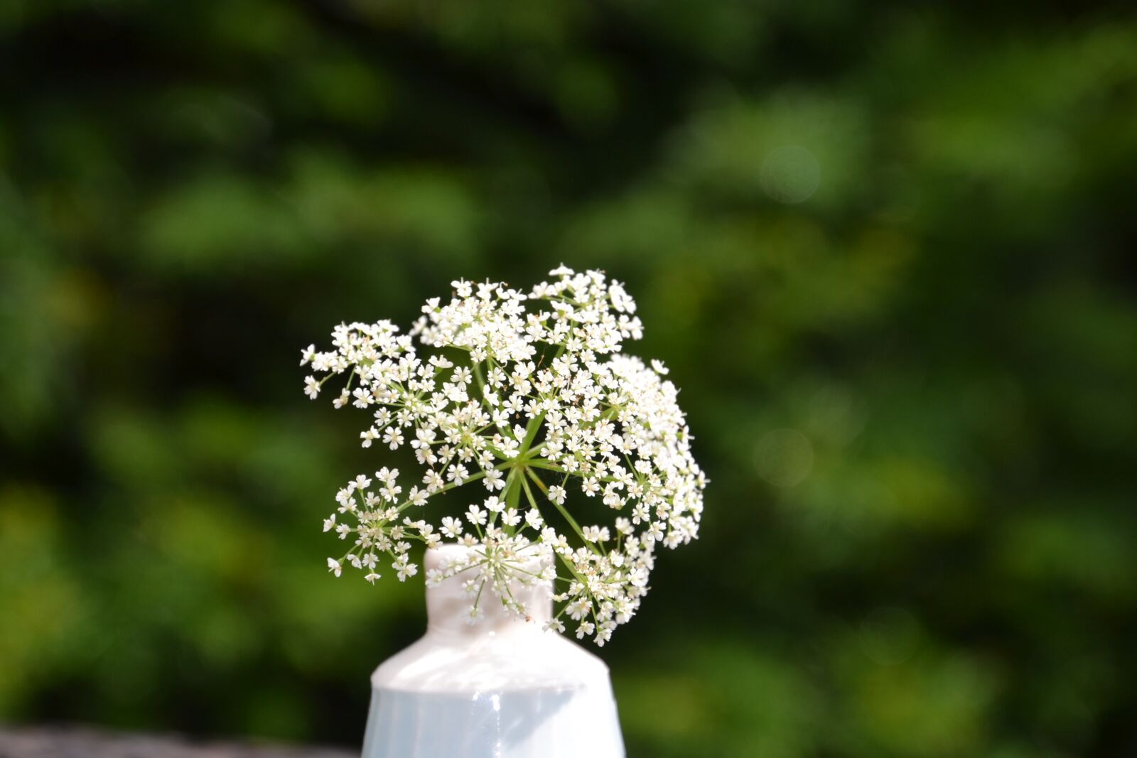 Nikon D3100 sample photo. Flower, white, bloom photography