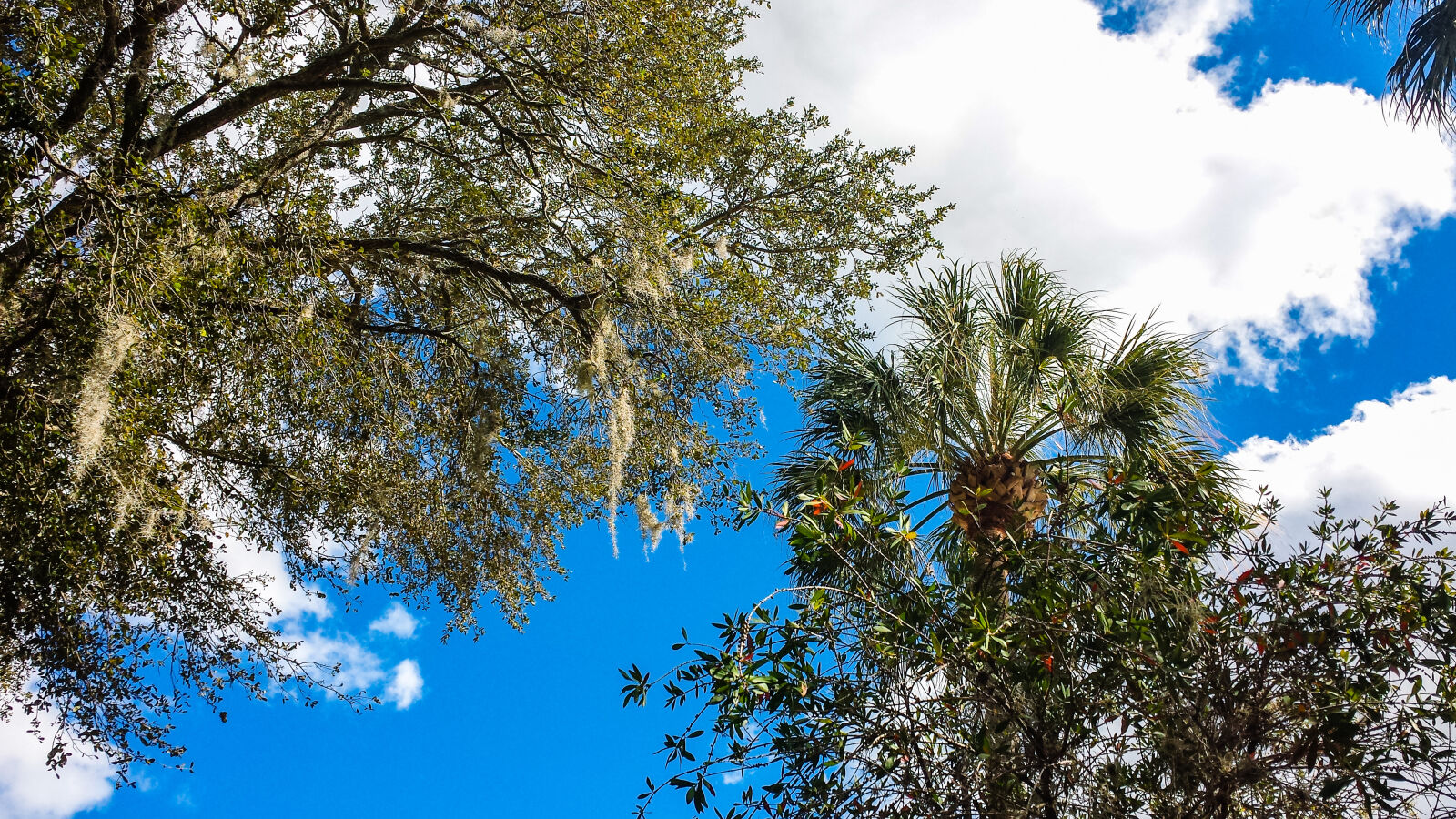 Samsung Galaxy S4 sample photo. Blue, skies, nature, nature photography