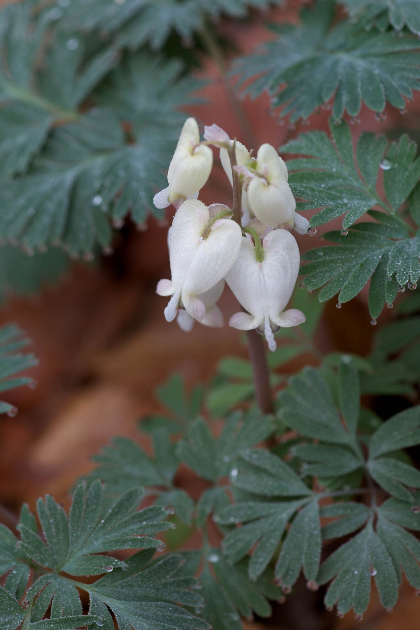 Canon EOS 5D Mark II sample photo. White flowers, petals, bloom photography