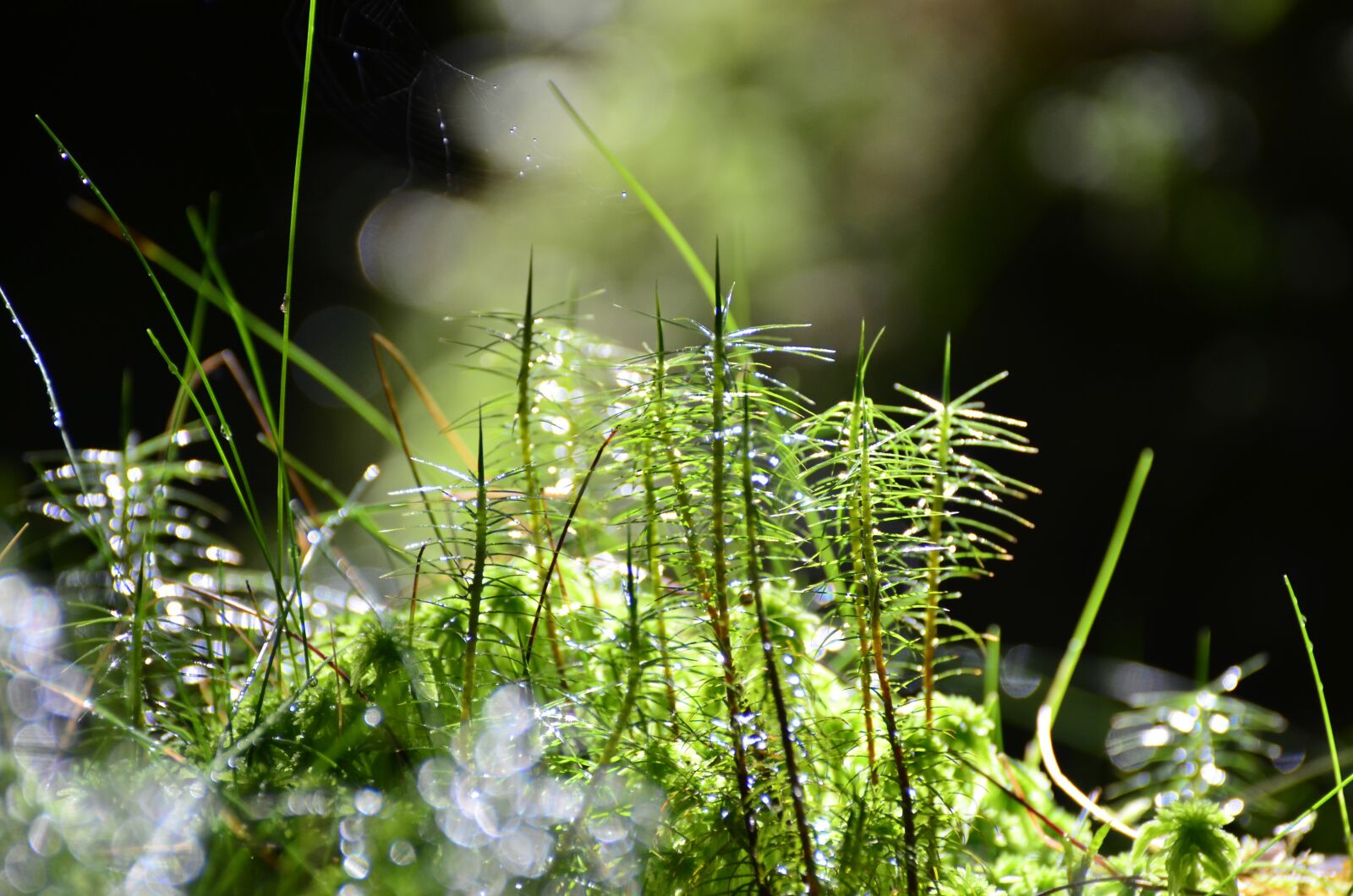 Nikon D7000 sample photo. Autumn, forest, moss photography