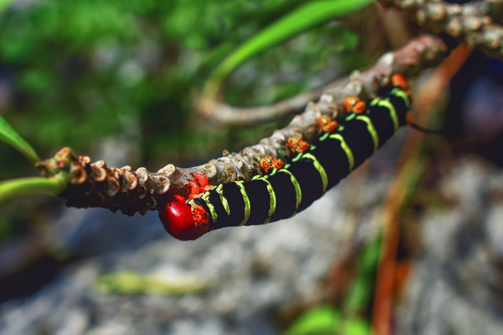 Nikon D3400 sample photo. Worm, nature, animal photography