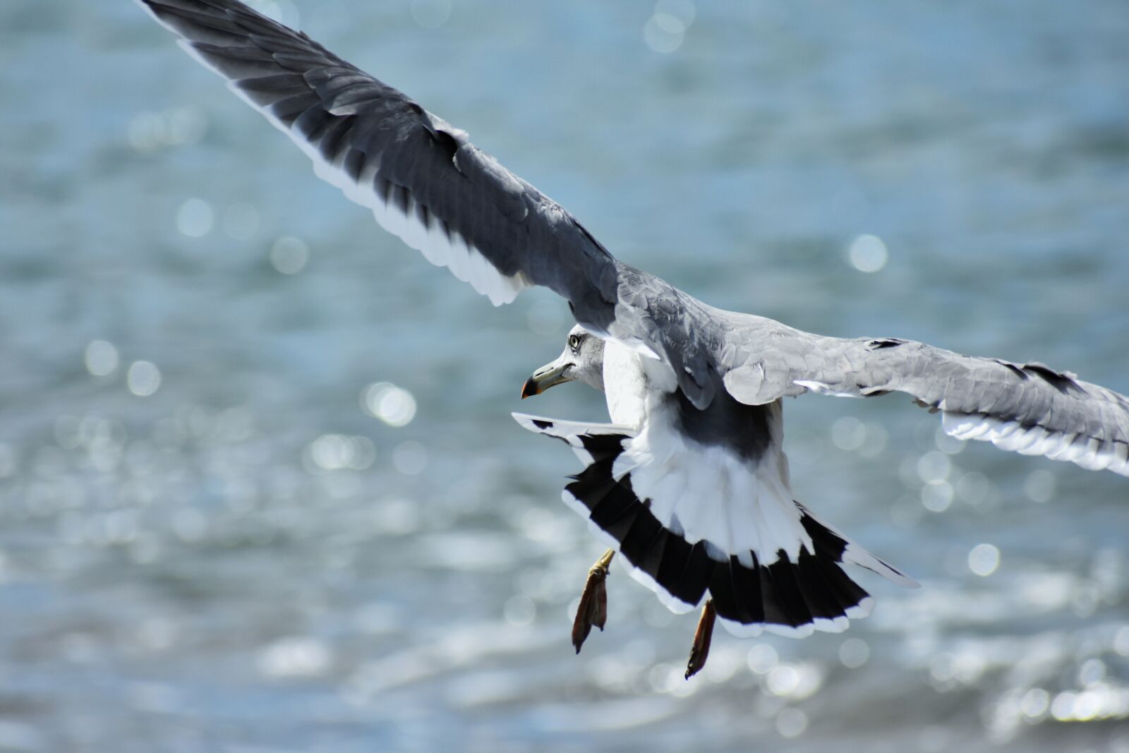 Nikon D7200 sample photo. Animal, sea, beach photography