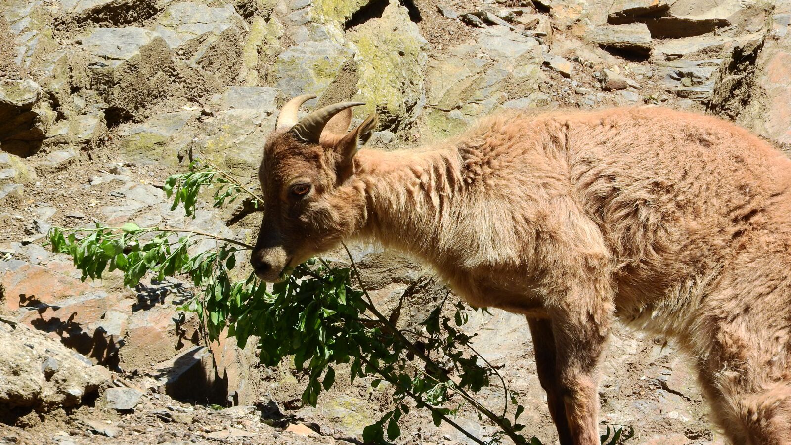 Nikon Coolpix P610 sample photo. Tahr the himalayan, hemitragus photography