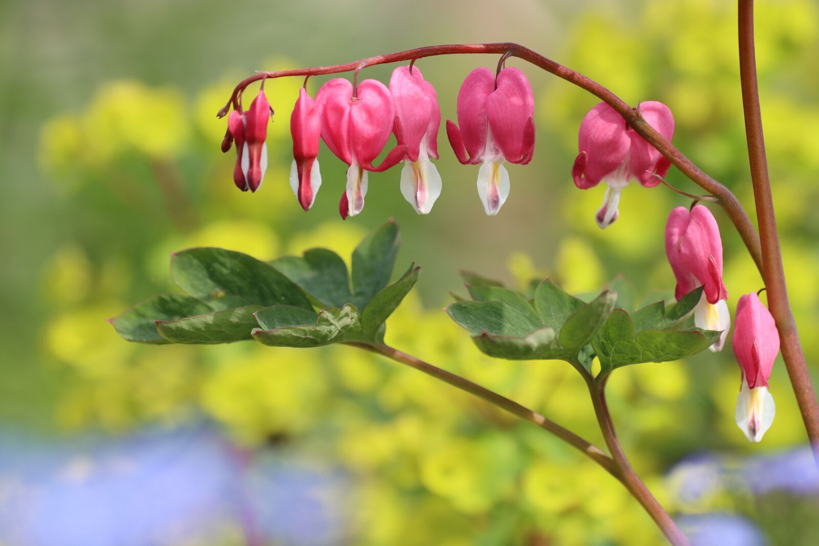 Canon EOS 90D sample photo. Flowers, shrub, blossom photography