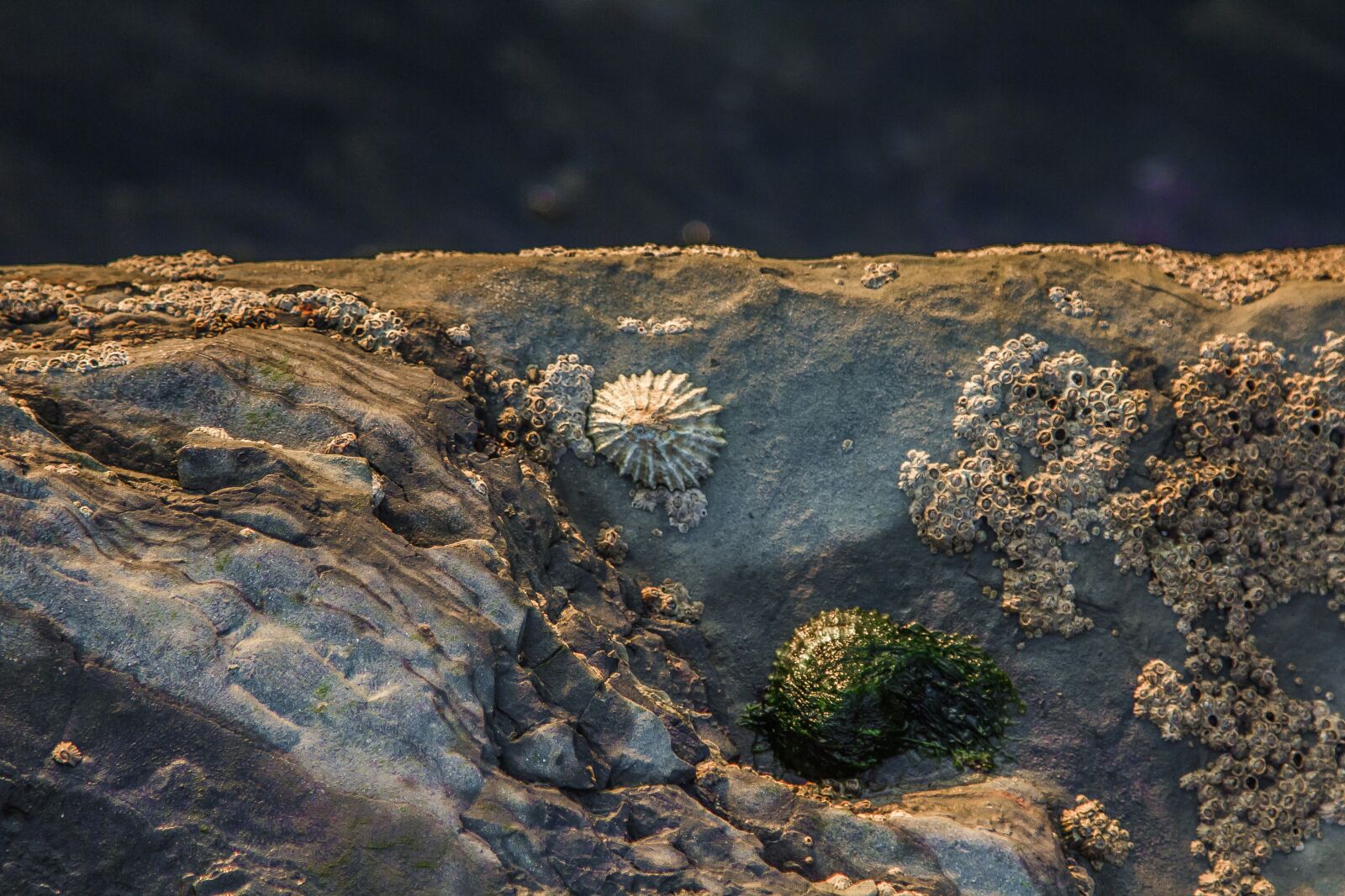 Canon EOS 60D + Canon EF 24-105mm F4L IS USM sample photo. Sea, shell, stones photography